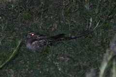 Hydropsalis torquata