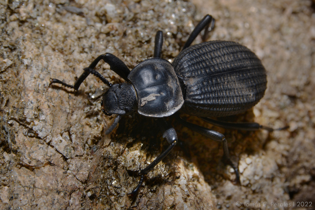 Scotobius muricatus