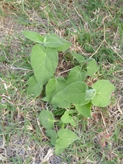 Oxypetalum solanoides