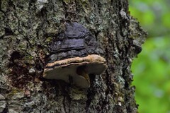 Fomes fomentarius