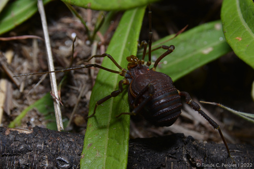 Pachyloidellus butleri