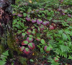 Viburnum lantanoides image