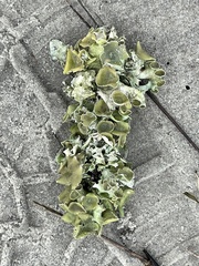 Parmotrema subrigidum