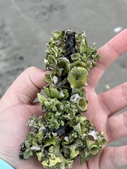 Parmotrema subrigidum