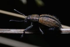 Naupactus verecundus
