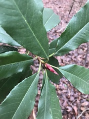 Photinia serratifolia