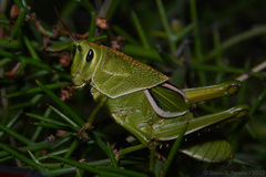 Staleochlora viridicata