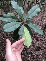 Photinia serratifolia