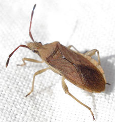 Ceraleptus lividus