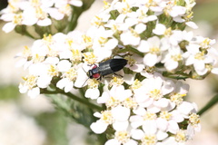 Romanophora verecunda