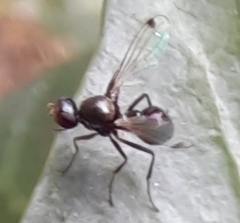 Parapalaeosepsis plebeia