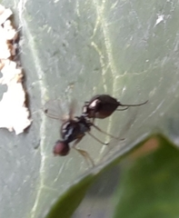 Parapalaeosepsis plebeia