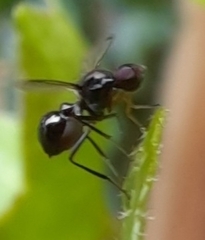 Parapalaeosepsis plebeia