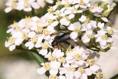 Romanophora verecunda