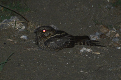 Hydropsalis torquata