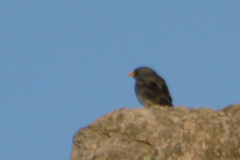 Rhopospina alaudina