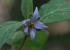 Solanum hapalum