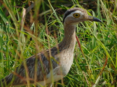 Burhinus bistriatus