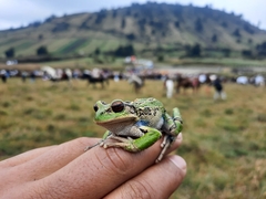Gastrotheca riobambae