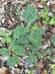 Euphorbia graminea