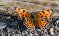 Polygonia faunus