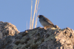 Rhopospina alaudina
