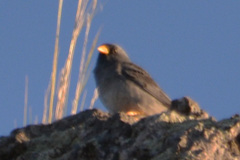 Rhopospina alaudina