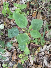 Euphorbia graminea