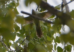 Coccyzus erythropthalmus