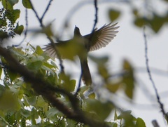 Coccyzus erythropthalmus