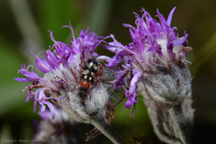 Enoclerus triplagiatus