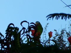Amazona collaria