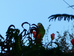 Amazona collaria
