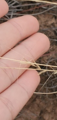 Aristida oligantha