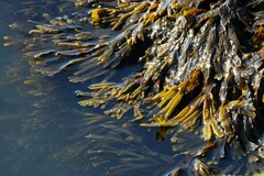 Fucus vesiculosus
