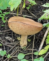 Leccinum insigne