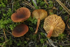 Lactarius badiosanguineus