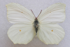Gonepteryx farinosa