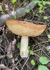 Leccinum insigne