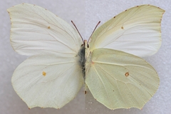 Gonepteryx farinosa