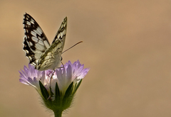 Melanargia titea