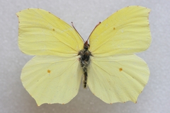 Gonepteryx farinosa