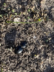 Pasimachus californicus