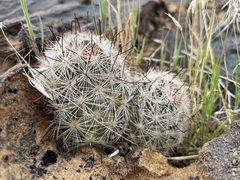 Mammillaria tetrancistra