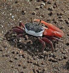 Leptuca uruguayensis