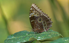 Morpho helenor peleides