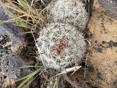 Mammillaria tetrancistra