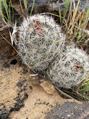 Mammillaria tetrancistra