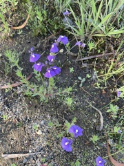 Utricularia dichotoma