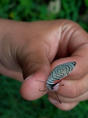 Diaethria clymena